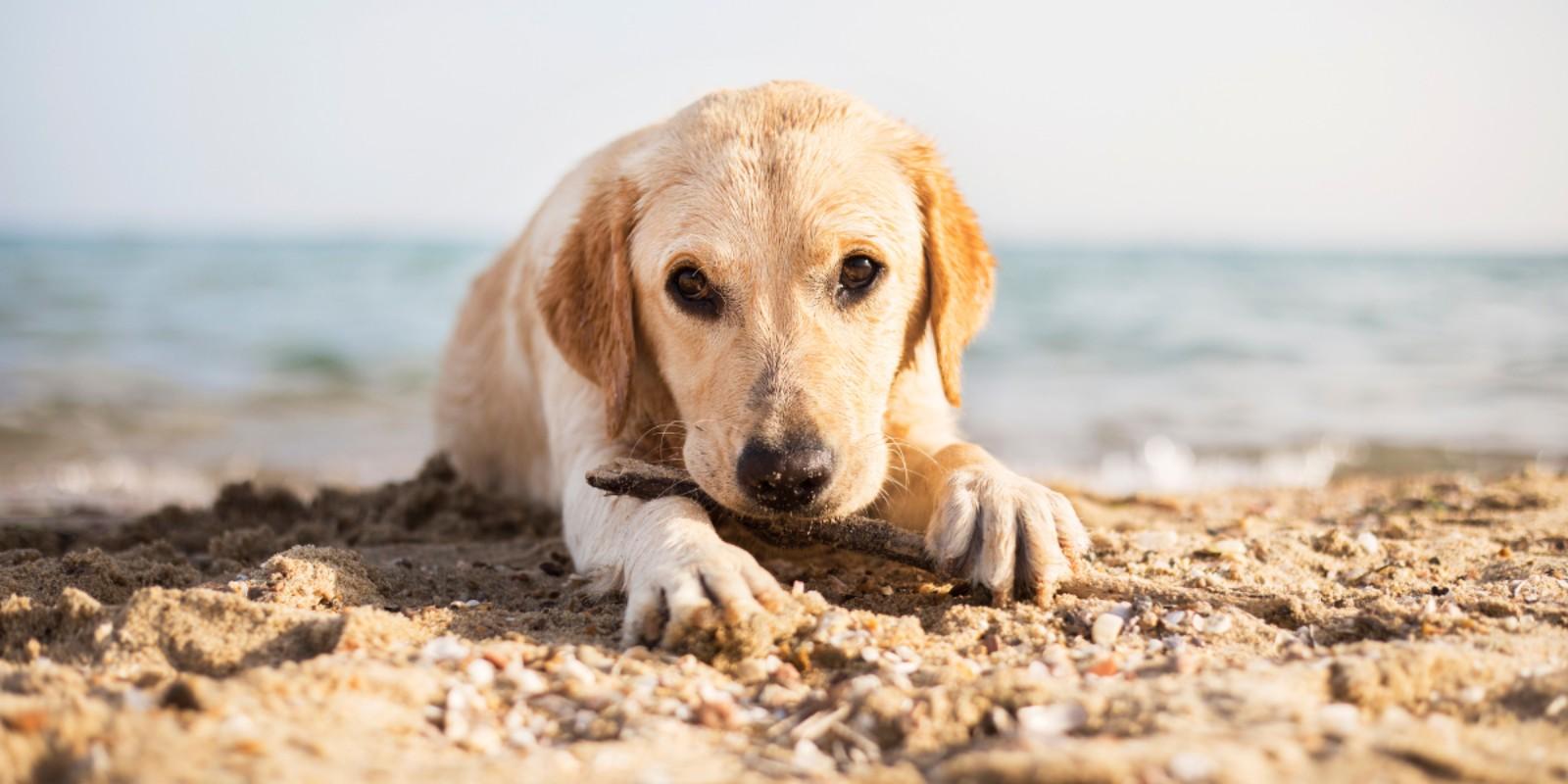 Pinellas County's Heartwarming Initiative: Free Pet Adoptions During Shelter Renovations